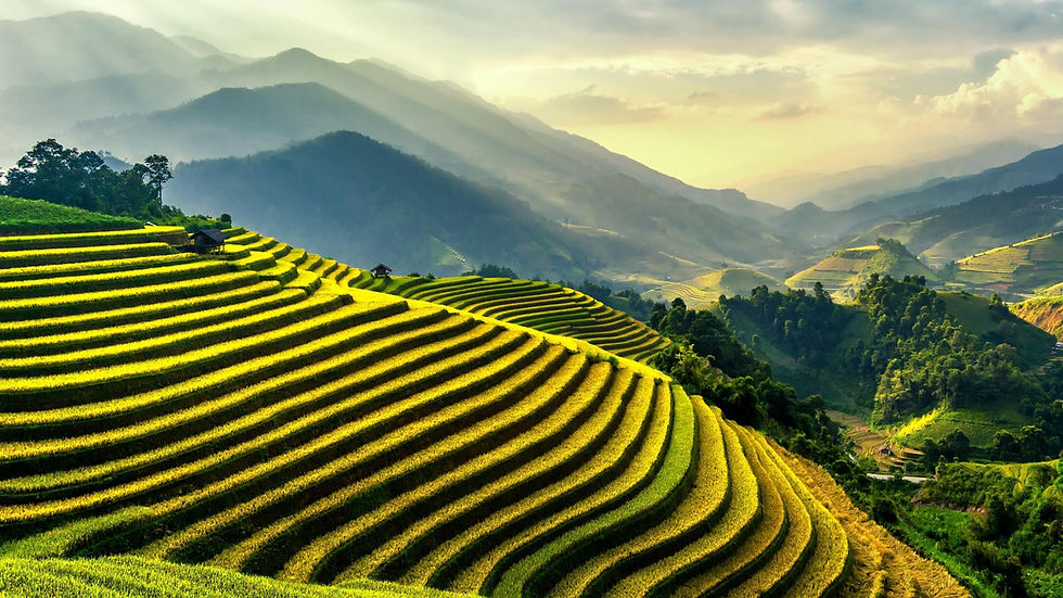 Golden terraced rice fields, bordered by trees, stretch towards distant green mountains under a clear blue sky. A small hut sits on a terrace.