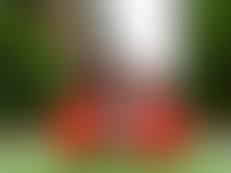 Three women in vibrant red dresses hold hands joyfully on a boat amid lush green cliffs and a clear sky, creating a festive mood.