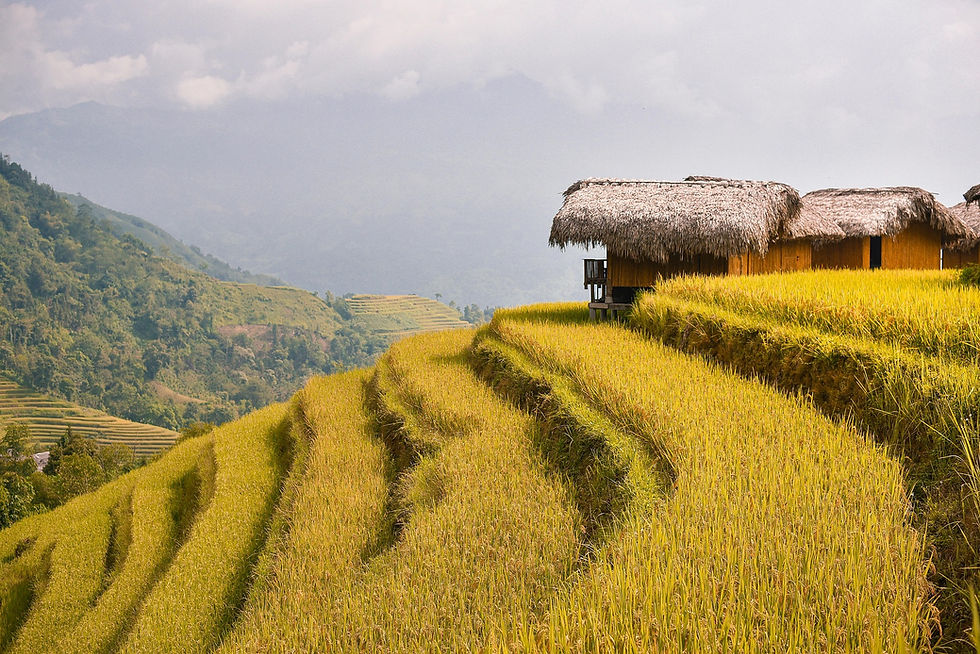 Lush green terraced rice fields slope down a hillside with a thatched hut on the right. Misty mountains and cloudy sky create a serene mood.