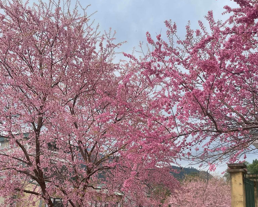 Pink cherry blossoms on trees against a blue sky. A building with a tiled roof is visible below, creating a serene and vibrant spring scene.