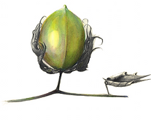 Green bud Email.png