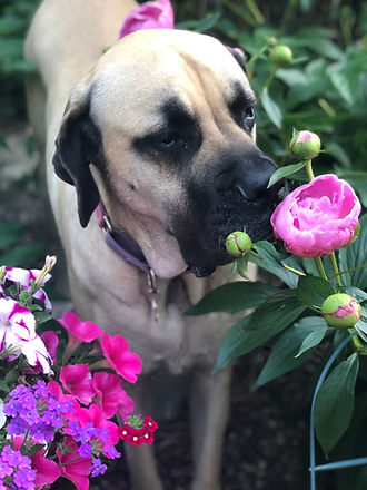 Fiona the English Mastiff.jpg