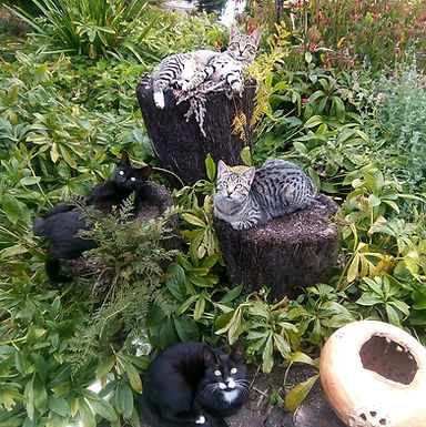 Fairhall 'Greenacres'