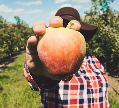 Scène de récolte de pommes