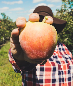 Farmer Holding Fruit