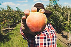 Farmer Holding Fruit