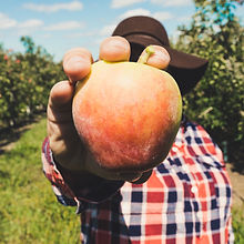 Agriculteur tenant des fruits