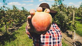 Farmer Holding Fruit