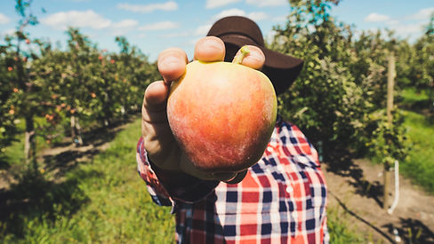 Farmer Holding Fruit