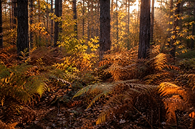 séjour de yoga au coeur d'une forêt landaise