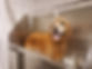 hundebad_chapper.jpg