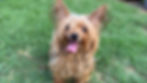 Kalidy Kia Adoption Event