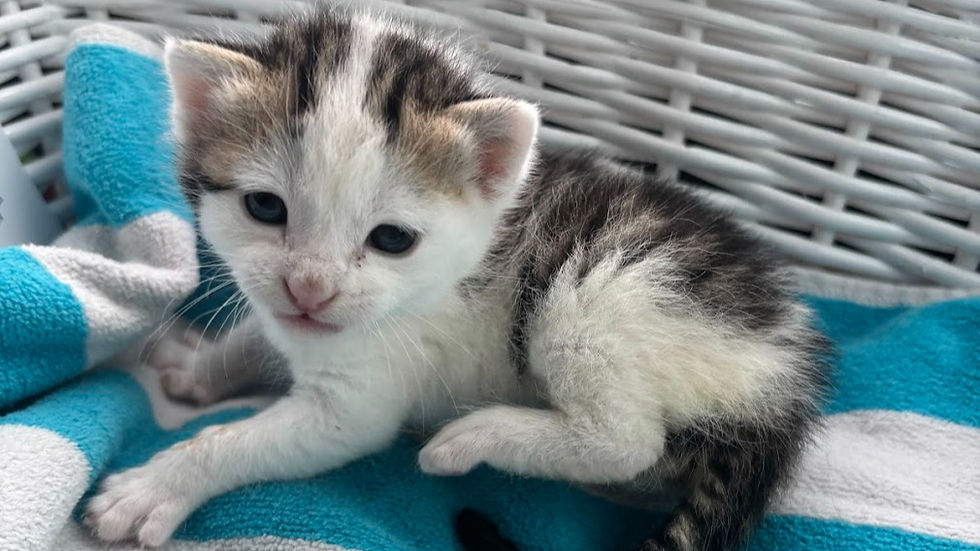 Festival of the Child Adoption Event