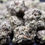 Thumbnail: White Truffles