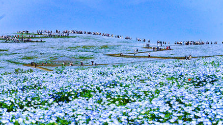 国営ひたち海浜公園へ行ってきました！