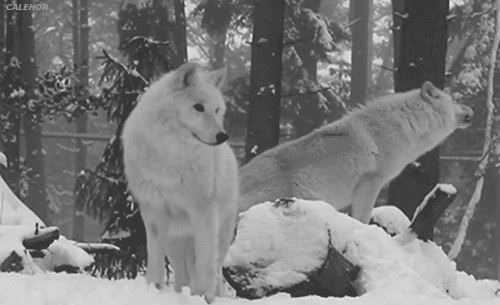 white wolves who guard the spirits/TUDOR ROSE