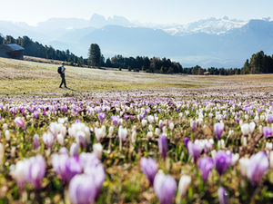Erst die Bewegung, dann der Genuss: So startet die Region Klausen in den Südtiroler Frühling