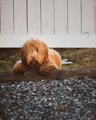 Australian Labradoodle vahtimassa