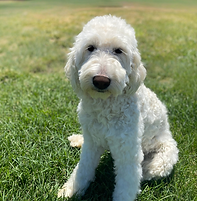 Untitled design (10).png