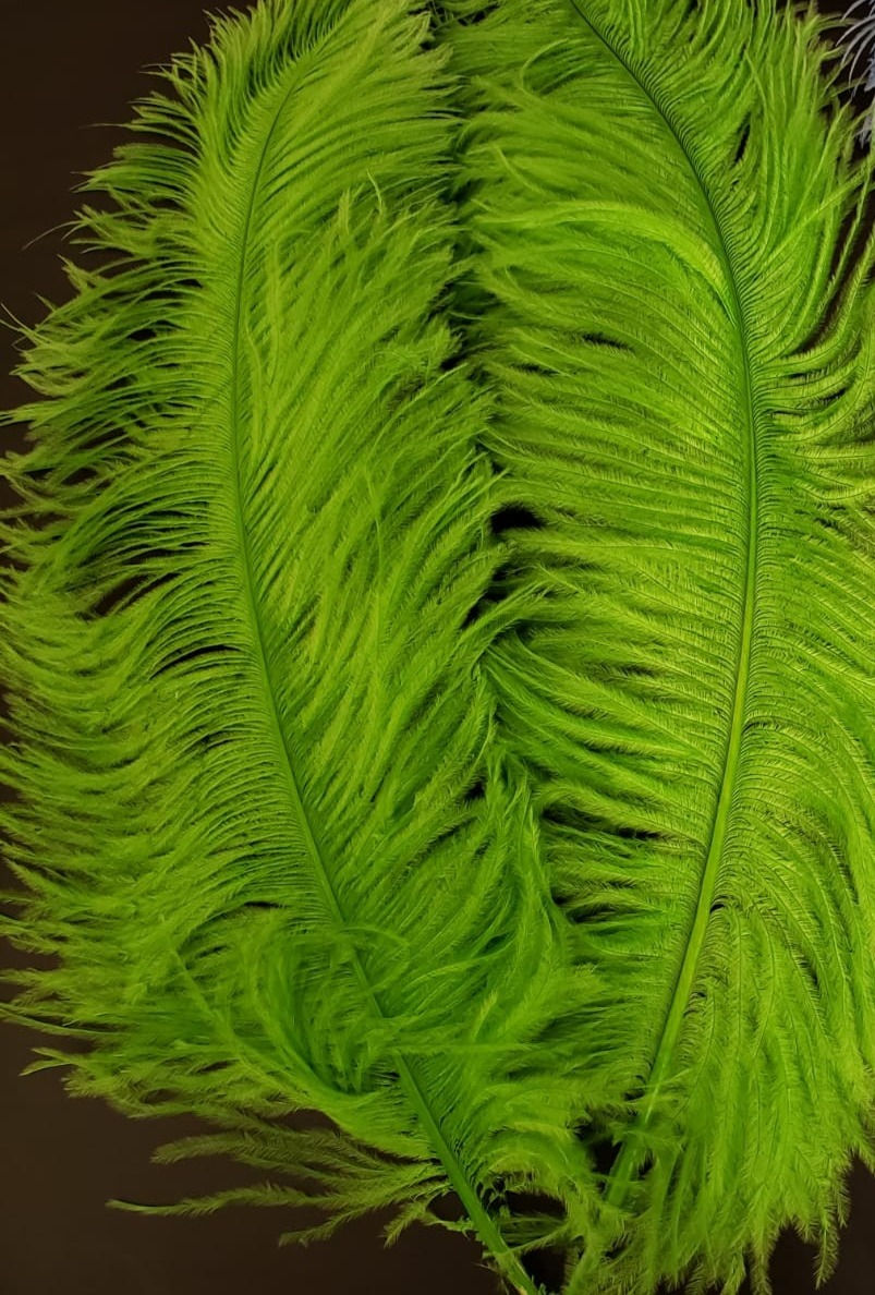 Thumbnail: Ostrich Feathers