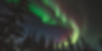 Trees and northern lights.jpg