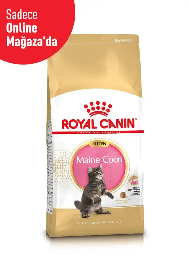 Maine Coon Kitten Yavru Kedi Kuru Maması