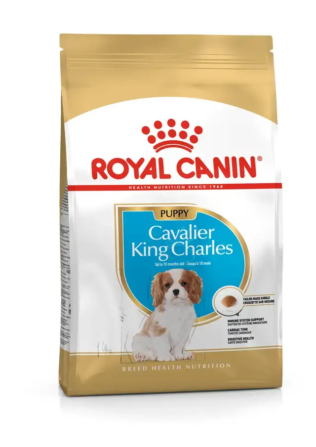 Cavalier King Charles Puppy Yavru Köpek Kuru Maması