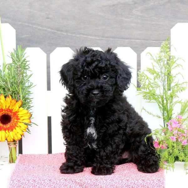 Toy-Poodle-Mix-puppy-4-600x600.jpg