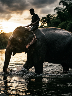 Olifant en Berijder Haidt Jonathan