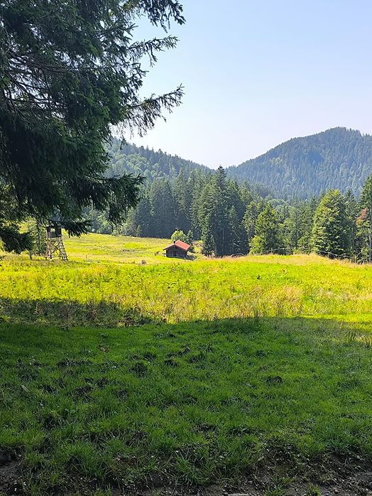 Stacheleckalm