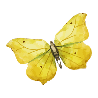 Yellow Butterfly Illustration_edited.png
