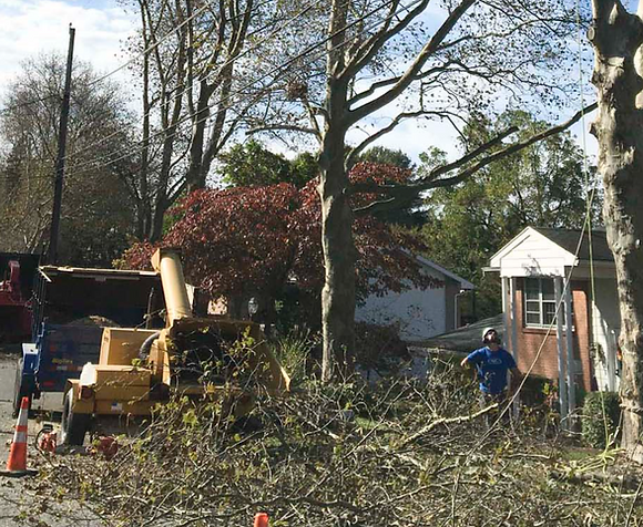 A Fallen Tree Being Fed Through a Wood Chipper