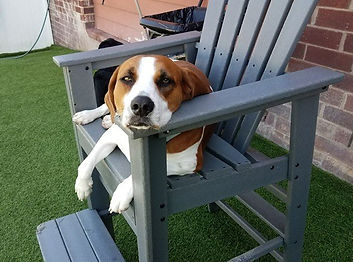 dog day boarding and overnight boarding services charlotte nc