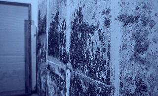mold remediation_edited.jpg