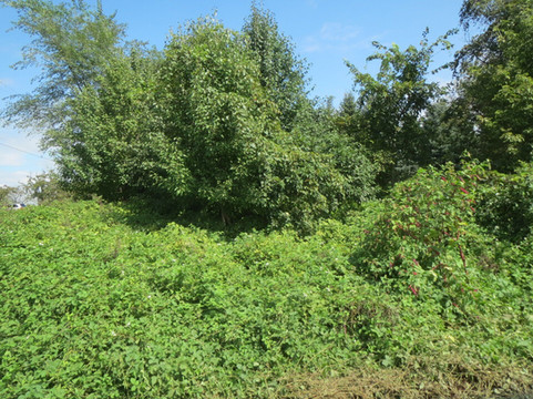 Overgrown Land