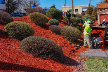 Trimmed & Pruned Shrubs Nestled in Fresh Mulch