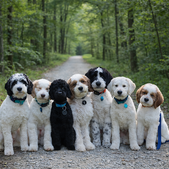The Restorative Path - 2026 dogs.png