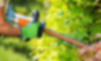 bush trim.jpg