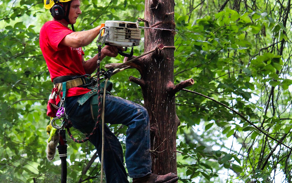 affordable tree removal near lawrence, KS