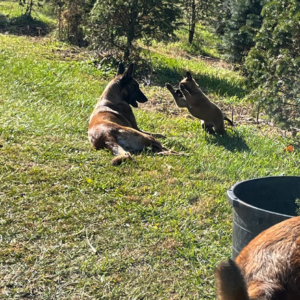 Dog & Puppy After Aggression Behavioral Modification