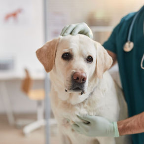 Hidden Indicators: Why Your Pet May Be Suffering Even When They Seem Fine