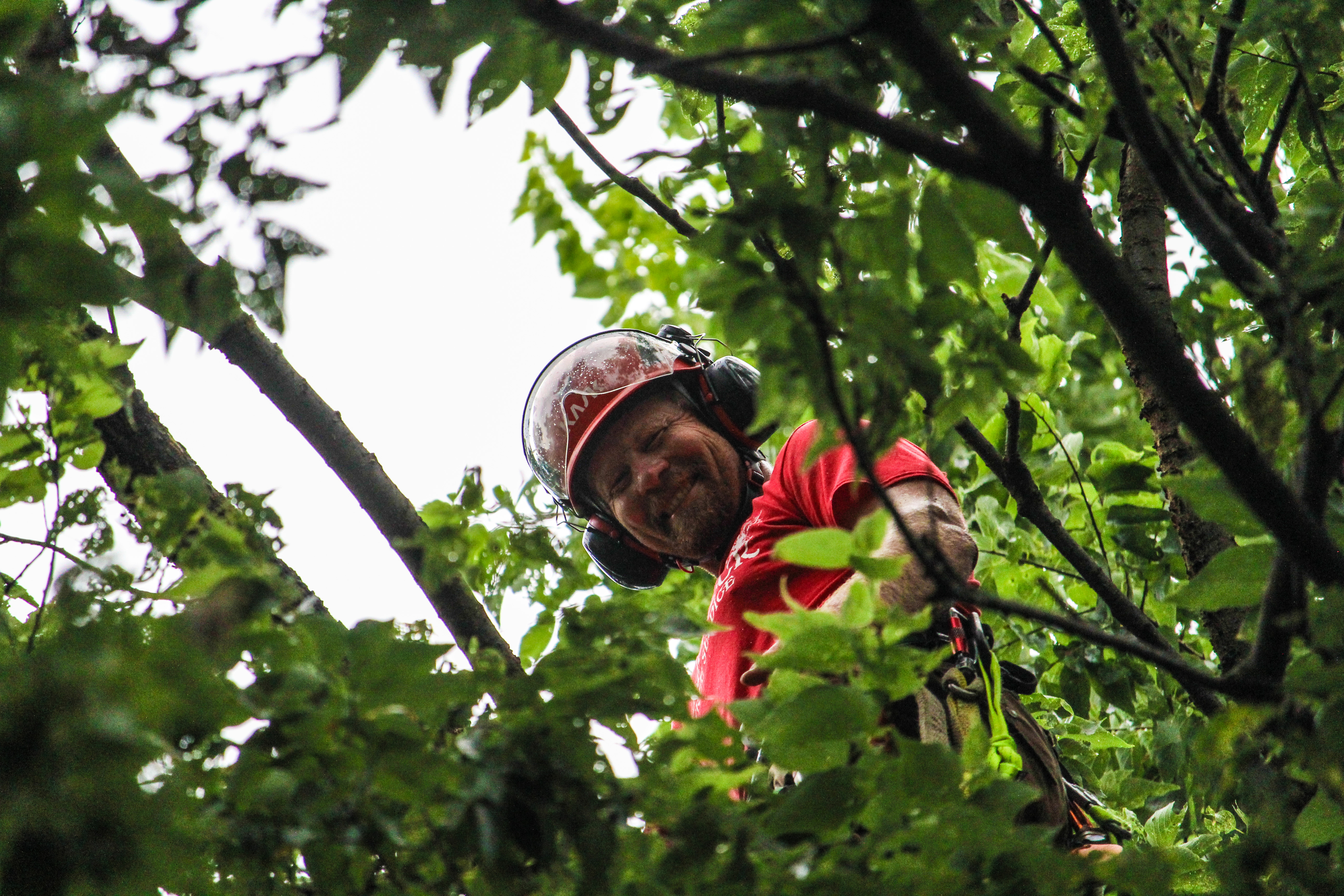 Tree Service Company Lawrence Ks 66044 Shamrock Tree Service