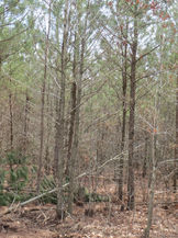 Wooded Land