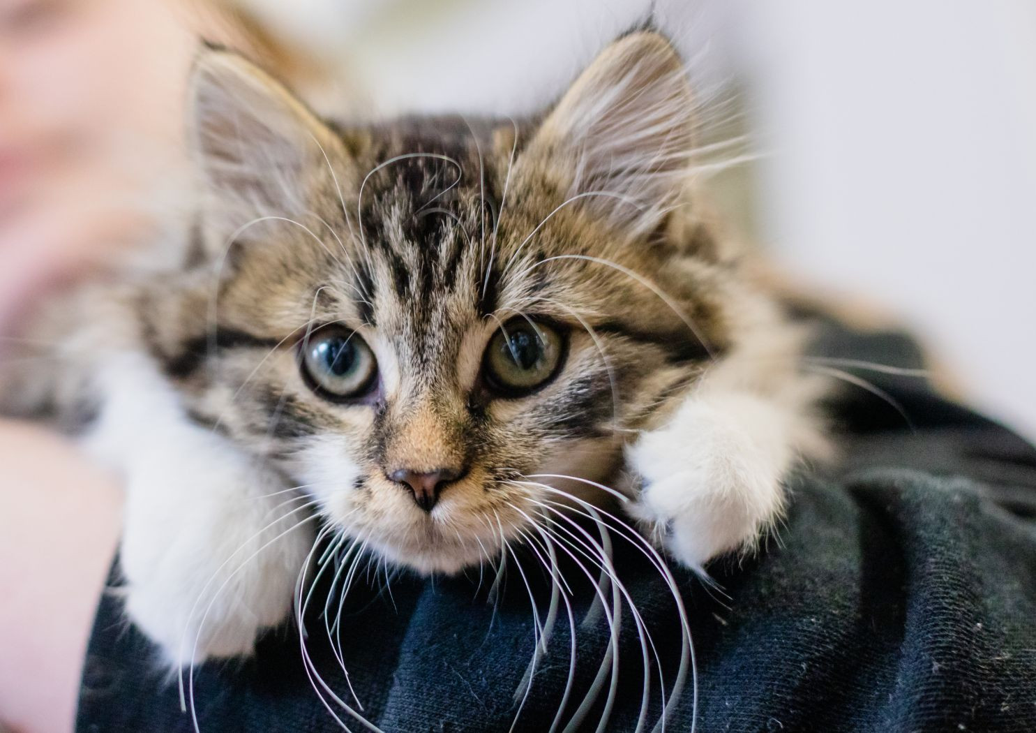 For Cats Only Veterinary Clinic | Quakertown PA Vet Care for Cats