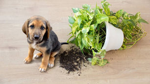 Household Dangers to Your Pet: What Every Pet Owner Should Know