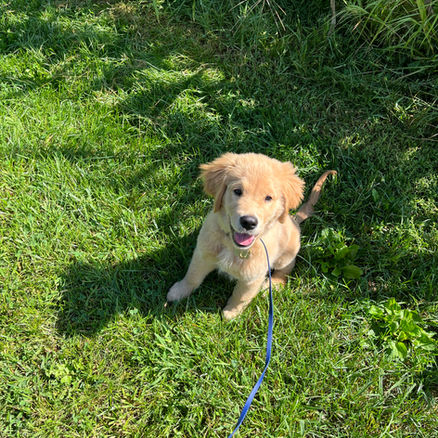 Puppy Being Leash Trained