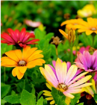 flowers.png