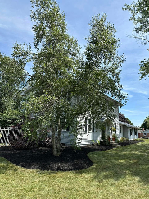A Large Tree Surrounded by Newly Installed Mulch