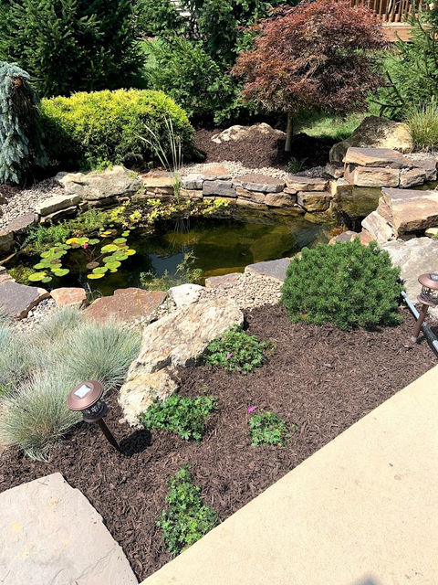 Koi Pond