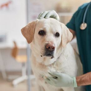 Selecting a Compassionate Pet Euthanasia Provider: A Guide for Families